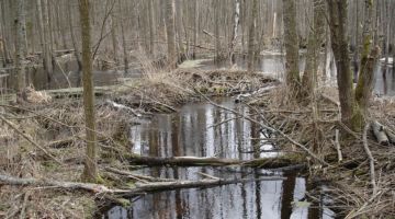 droga na supraśl, puszcza knyszyńska